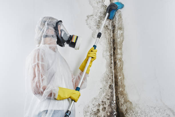 Best Black Mold Removal  in Auburn, IL
