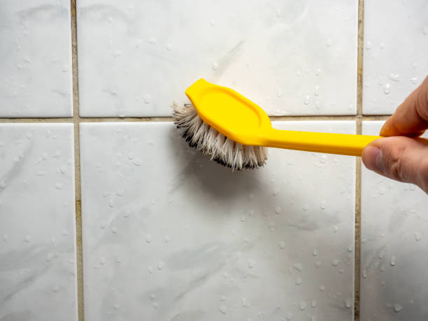 Mold Removal Process in Auburn, IL