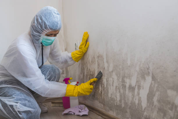 Best Commercial Mold Removal  in Auburn, IL