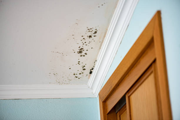 Best Mold Cleaning Services  in Auburn, IL