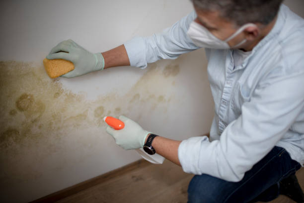 Best Mold Remediation  in Auburn, IL