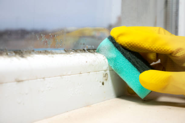 Best Mold Removal Company Near Me  in Auburn, IL