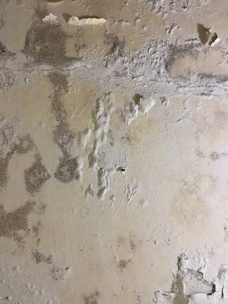 Best Mold Removal Near Me  in Auburn, IL