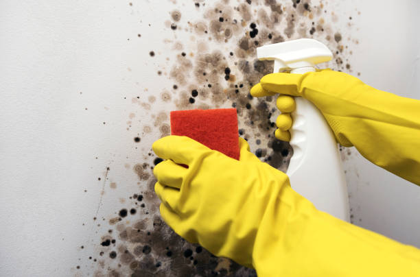 Best Fast Mold Removal  in Auburn, IL