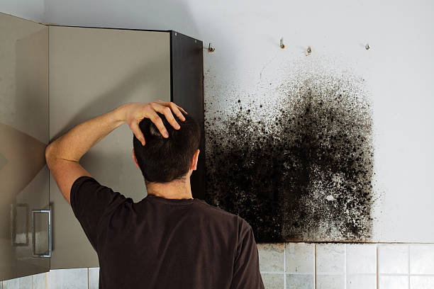 Best Mold Damage Repair  in Auburn, IL