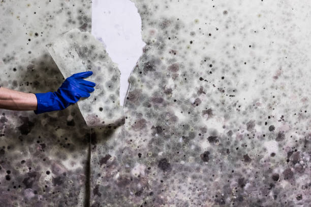 Crawl Space Mold Removal in Auburn, IL