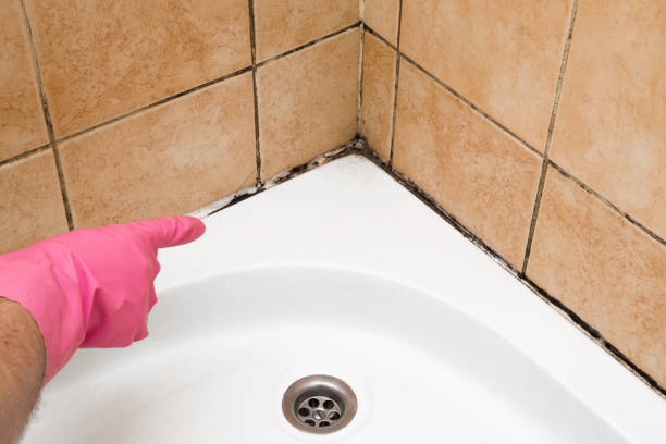 Best Home Mold Removal  in Auburn, IL